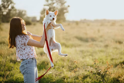 Pets