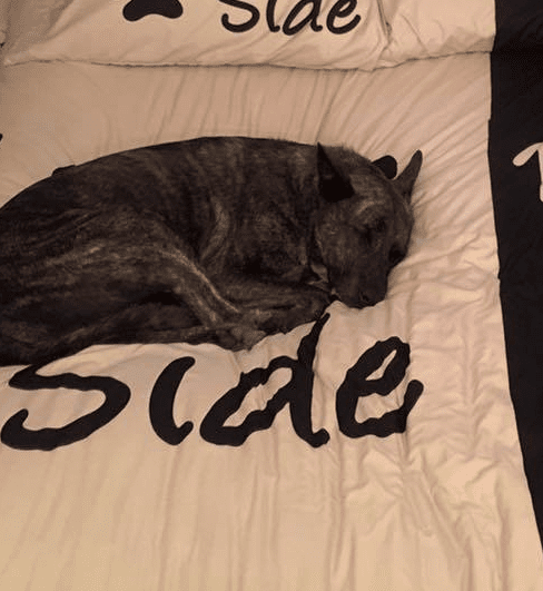 Dog Side My Side Bedding Sets - Duvet Cover and 2 Pillowcases