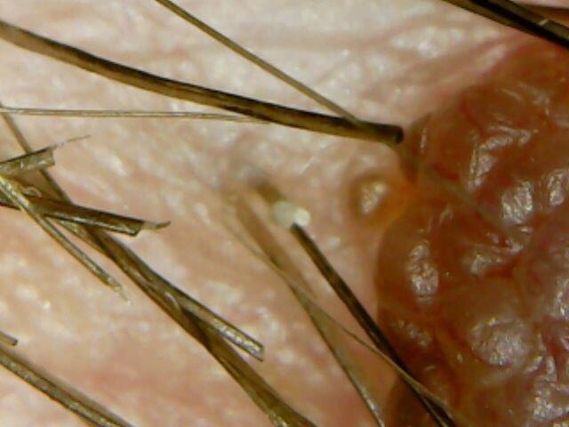 Super USB Microscope Camera - 1000X Zoom